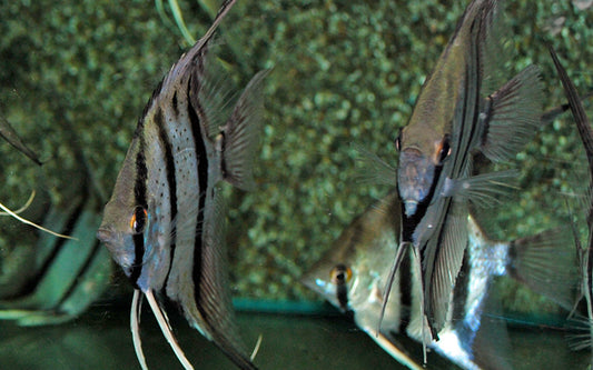 Skalar Peru Red Spotted – Pterophyllum scalare | Exklusiver Wildfang mit roter Punktzeichnung