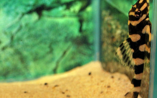 L168 Butterfly Pleco – Dekeyseria picta | Beliebter L-Wels mit Schmetterlingsmuster