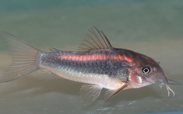Panzerwels Red Stripe – Corydoras CW023 | Seltener Zierfisch mit rotem Rückenstreifen & friedlichem Gruppenverhalten