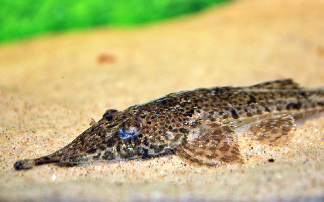 Nasenharnischwels – Hemiodontichthys acipenserinus | Seltener Wildfang mit außergewöhnlicher Körperform