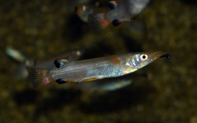 Celebes-Halbschnäbler – Nomorhamphus liemi | Lebendgebärender Oberflächenfisch von Sulawesi