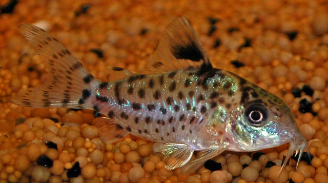 Schwarzflossen-Panzerwels – Corydoras leucomelas | Attraktiver Wildfang mit kontrastreicher Flossenzeichnung & friedlichem Wesen
