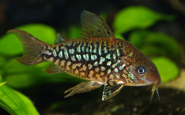 Pantanal-Panzerwels – Corydoras pantanalensis | Seltene Art aus Südamerika mit edlem Glanz & friedlichem Schwarmverhalten
