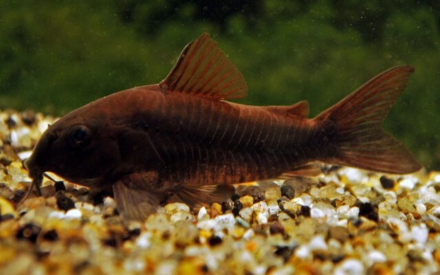 Panzerwels Black Venezuela – Corydoras aeneus Black | Dunkle Zuchtform mit elegantem Glanz & friedlichem Gruppenverhalten