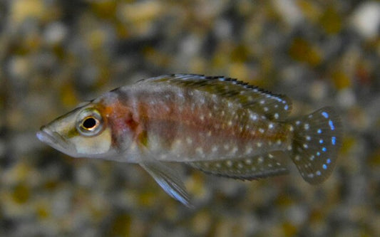 Nanderbuntbarsch Sumbu Shell – Altolamprologus compressiceps ‘Sumbu Shell’ | Seltene, kleinbleibende Tanganjika-Variante