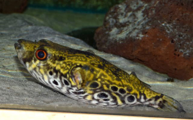 Echter Palembang-Kugelfisch (Pao palembangensis)