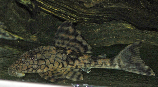 L037 Honeycomb Pleco – Hypostomus faveolus | Seltener Wildfang mit Wabenmuster