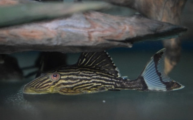 L027 Tapajós Royal Pleco – Panaque armbrusteri | Königlicher Wildfang & echter Holzfresser
