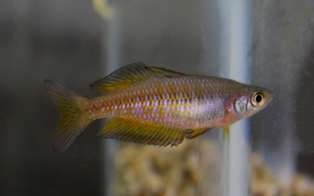 Parkinson's Rainbowfish – Melanotaenia parkinsoni | Colorful schooling fish with orange-gold sheen and lively behavior
