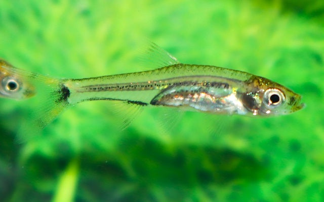 Zwerg-Knipstailsalmler Wildfang – Rasbosoma spilocerca M 1,5–2 cm | Seltene Mikro-Rarität aus Südostasien