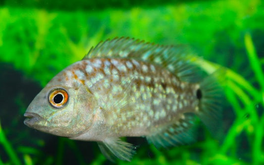 Perlbuntbarsch – Herichthys carpintis | Farbenprächtiger, robuster Mittelamerika-Cichlide
