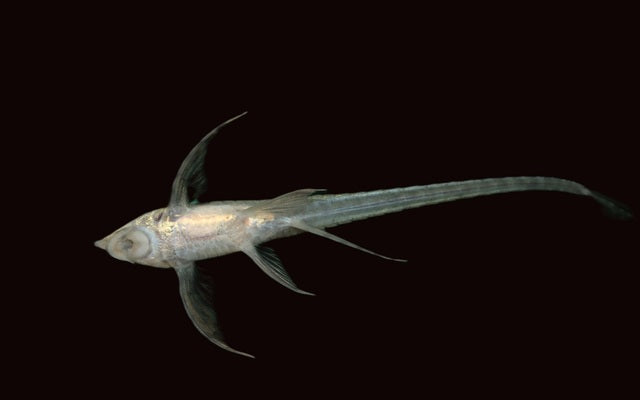 Goldbart-Störwels – Sturisomatichthys aureus | Eleganter Wildfang mit goldener Bartfärbung