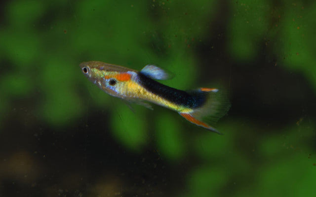 Endler Guppy Half Tuxedo Gelb – Poecilia wingei M/W 1–1,5 cm | Leuchtende Zuchtform mit gelber Zeichnung