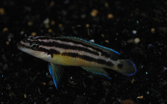 Golden Schlankcichlide – Julidochromis ornatus | Friedlicher, goldgelber Tanganjika-Cichlide