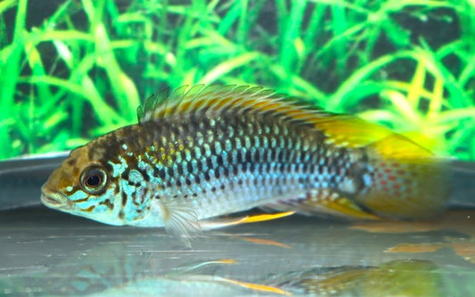 Zwergbuntbarsch Alacrina – Apistogramma alacrina | Farbenprächtiger, friedlicher Apistogramma aus Kolumbien