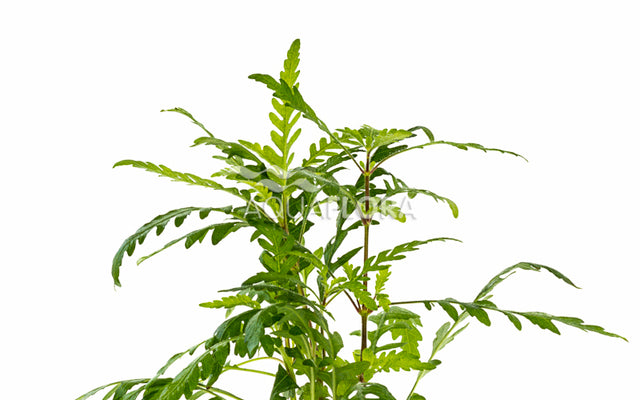 Lagenandra meeboldii 'Green