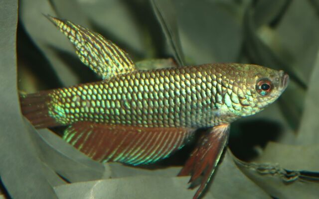 Betta smaragdina – Smaragd-Kampffisch Wildfang | Glänzende Farbform mit grünblauen Schuppen und friedlichem Wesen