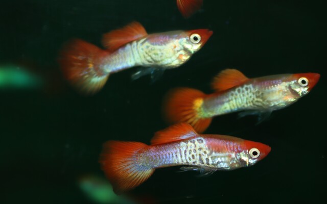 Guppy Snakeskin Rotkopf – Poecilia reticulata Snakeskin Red Cap M 2,5–3 cm | Edle Zuchtform mit rotem Kopf und feinem Muster