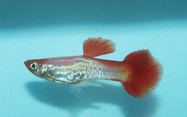 Guppy Snakeskin Rotkopf – Poecilia reticulata Snakeskin Red Cap M 2,5–3 cm | Edle Zuchtform mit rotem Kopf und feinem Muster