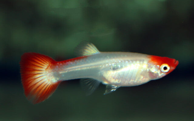 Guppy Koi – Poecilia reticulata M/W 2,5–3 cm | Edle Zuchtform mit kräftiger Rot-Weiß-Zeichnung