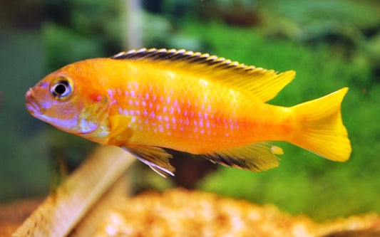 Malawi-Buntbarsch Saulosi – Pseudotropheus saulosi | Zweifarbig, farbintensiver Mbuna-Cichlide