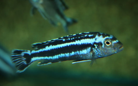 Maingano Malawi-Buntbarsch – Melanochromis cyaneorhabdos | Farbenprächtiger, lebhafter Mbuna-Cichlide