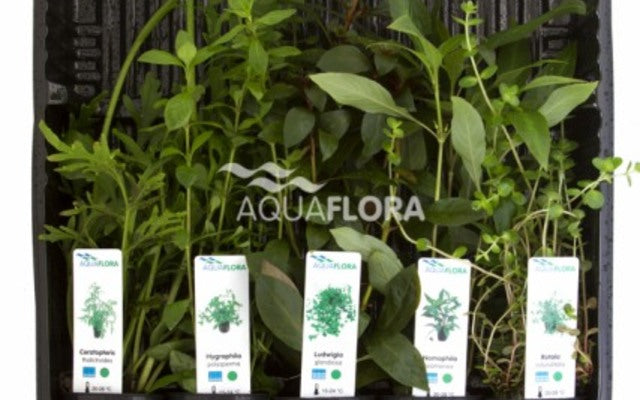 5er Hintergrundpflanzen-Mix (Grün) – Einfach