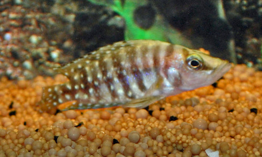 Perlhuhn-Nanderbarsch – Altolamprologus calvus | Eleganter, gepanzerter Tanganjika-Cichlide