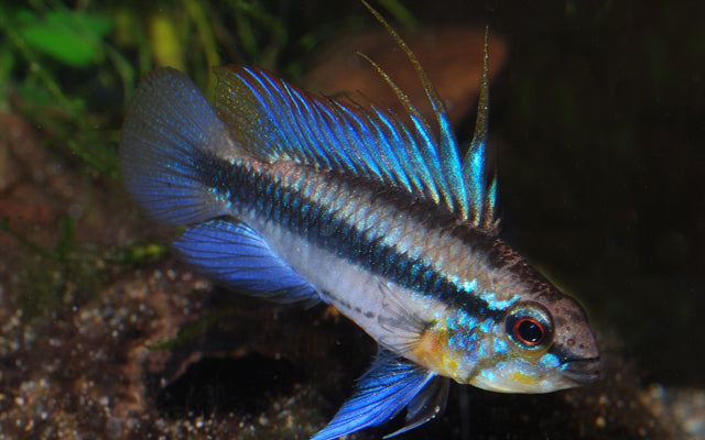 Dreistreifen Zwergbuntbarsch – Apistogramma trifasciata | Farbenprächtiger, aktiver Südamerika-Zwergbuntbarsch