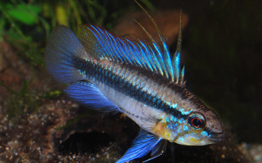 Dreistreifen Zwergbuntbarsch – Apistogramma trifasciata | Farbenprächtiger, aktiver Südamerika-Zwergbuntbarsch
