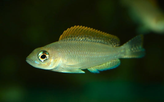 Tanganjika-Buntbarsch Kapampa – Neolamprologus caudopunctatus ‘Kapampa’ | Friedlicher, schimmernder Cichlide