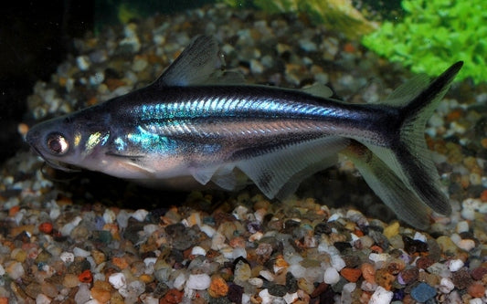 Pangasius Haiwels – Pangasianodon hypophthalmus | Friedlicher Schwarmfisch mit Haiform
