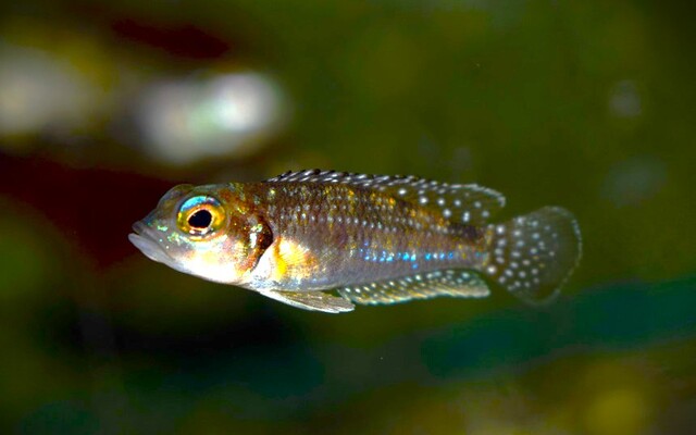 Perlmutt-Schneckenbarsch – Lamprologus meleagris | Friedlicher, faszinierender Tanganjika-Schneckenbarsch