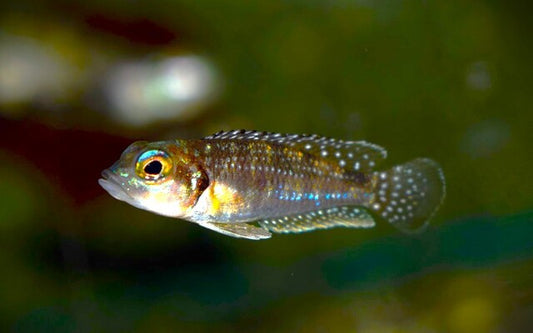 Perlmutt-Schneckenbarsch – Lamprologus meleagris | Friedlicher, faszinierender Tanganjika-Schneckenbarsch
