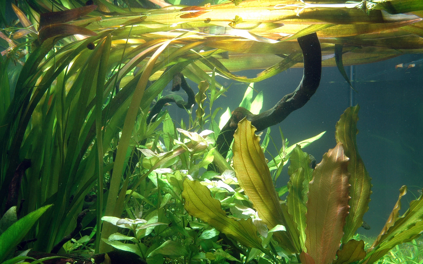 Vallisneria americana 'Gigantea' (Topf)