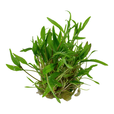 Cryptocoryne wendtii 'Green'