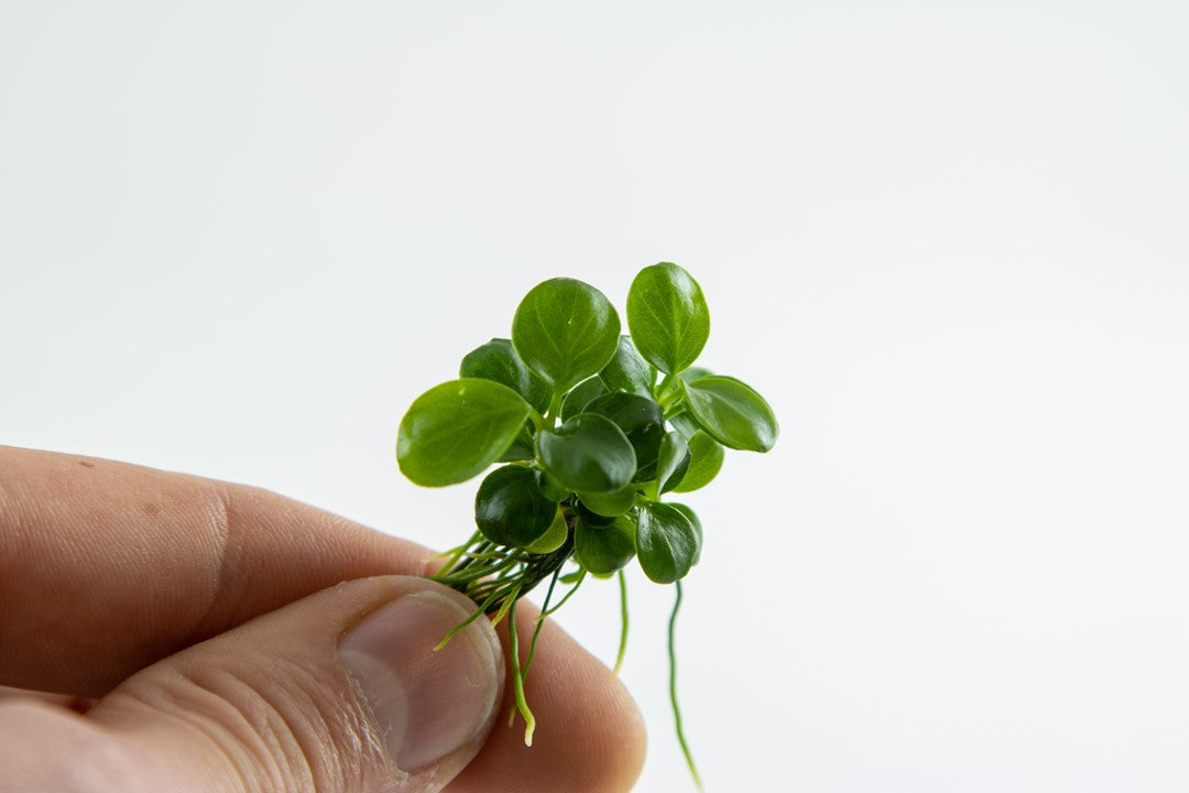 Anubias barteri Mini Coin