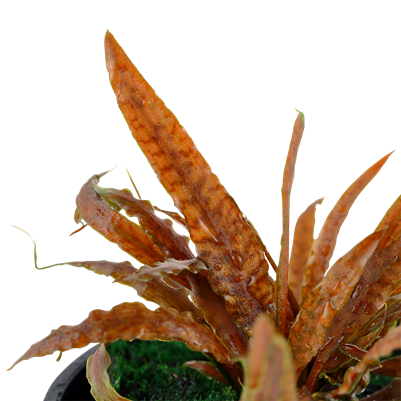 Cryptocoryne albida 'Brown' in pot