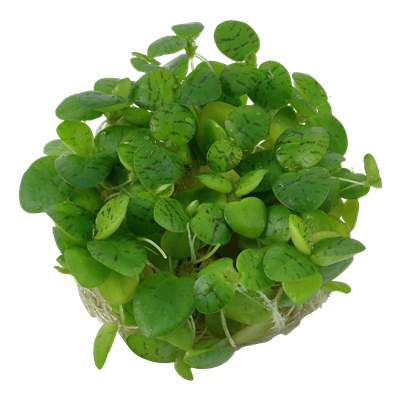 Limnobium laevigatum