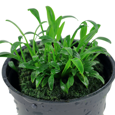 Cryptocoryne parva in a pot