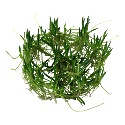 Littorella uniflora