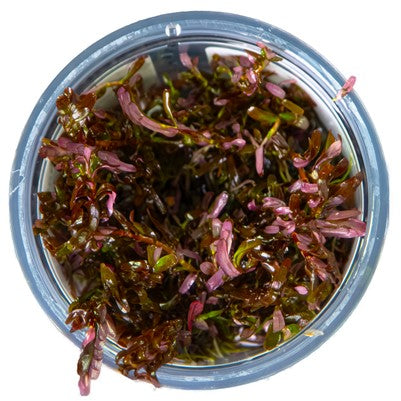 Rotala rotundifolia 'Blood Red'