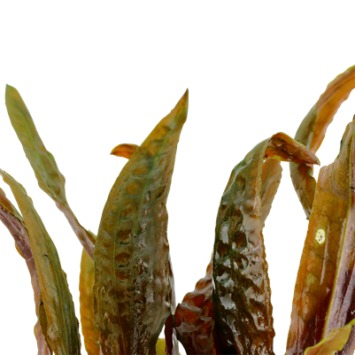 Cryptocoryne usteriana im Topf