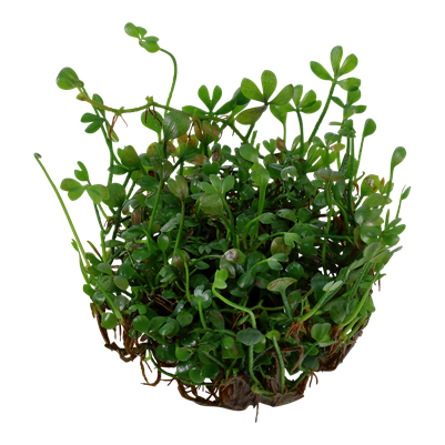 Marsilea minuta