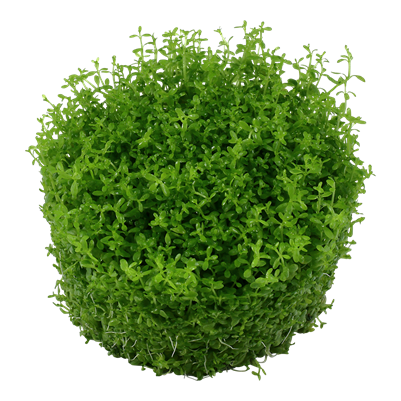 Micranthemum callitrichoides 'Cuba'