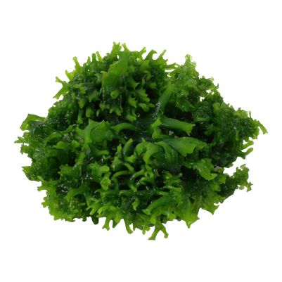 Monosolenium tenerum