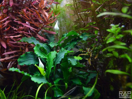 Bucephalandra pygmaea 'Wavy Green' sur pierre de lave