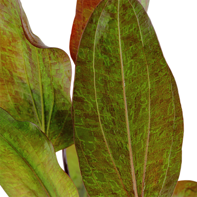 Echinodorus 'Ozelot' in a pot