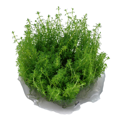 Myriophyllum sp. 'Guyana'