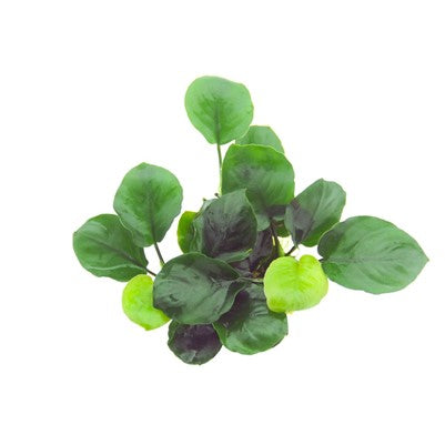 Anubias barteri 'Coin Leaf' en pot